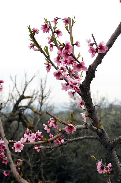 Agriturismo L'Olmo ξενώνας Σαν Τζιμινιάνο Εξωτερικό φωτογραφία